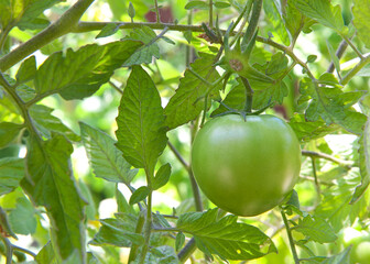 Close up on one green tomato growing on the vine. light coming in from behind.