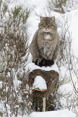 Wildkatze Winter