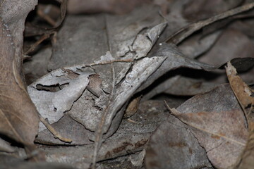 close up of a leaf