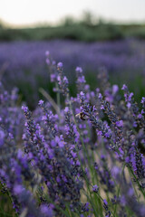 Fototapeta na wymiar lavender fields