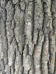 The picturesque  bark withpink and green