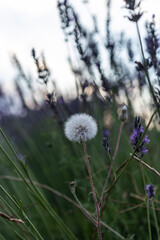 Obraz na płótnie Canvas lavender fields