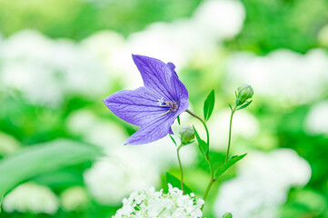 鮮やかな紫色の桔梗