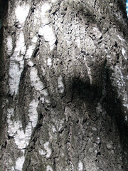 The beautiful  bark with green moss