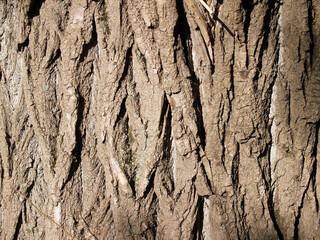 The beautiful  bark background
