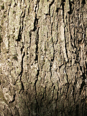 The beautiful  bark with green moss