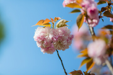 beautiful pink flowers in spring