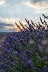 sunset of a lavender field