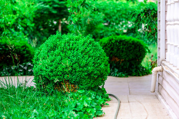Buxus sempervirens plants at entrance of a house