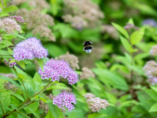 black and striped bumblebee on purple flowers