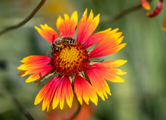 A bee collects pollen from a flower