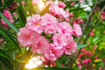 Lush and dense bush of blooming oleander in a subtropical park.