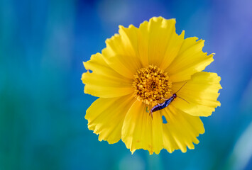 Small bug on a yellow flower, close-up