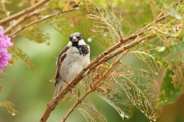 Bird on a tree
