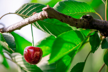 Single ripe cherry fruit on cherry tree, close-up