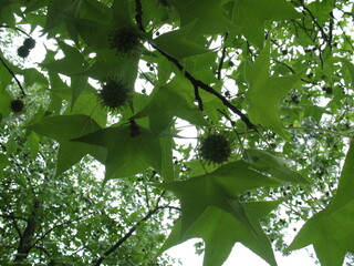 Alanya, TURKEY - August 10, 2013: Travel to Turkey. Greenery. Flowers. Plants of Turkey. Palm...