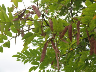 Alanya, TURKEY - August 10, 2013: Travel to Turkey. Greenery. Flowers. Plants of Turkey. Palm trees. Foliage, trees