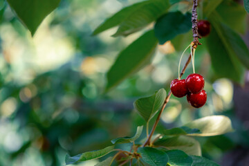 Ripe cherry fruits on cherry tree