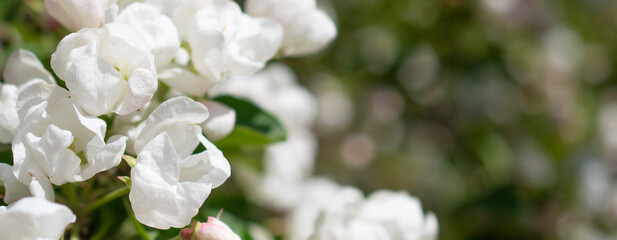 Many small white flowers on the branch of a blooming Apple tree, close up. Spring border or background with white blossom. Beautiful nature scene with blooming tree and sun flare, banner
