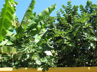 Alanya, TURKEY - August 10, 2013: Travel to Turkey. Greenery. Flowers. Plants of Turkey. Palm...