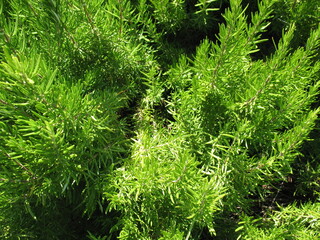 Alanya, TURKEY - August 10, 2013: Travel to Turkey. Greenery. Flowers. Plants of Turkey. Palm...