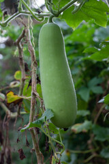 Winter melon or white gourd hanging on vine in the garden.