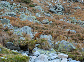 Great Cold Valley in Vysoke Tatry (High Tatras), Slovakia. The Great Cold Valley is 7 km long valley, very attractive for tourists