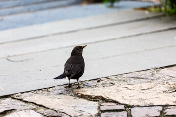 Blackbird walking in the park