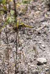 Yellow dragonfly on a plant, close-up