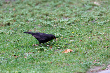 Blackbird walking on the grass in  park