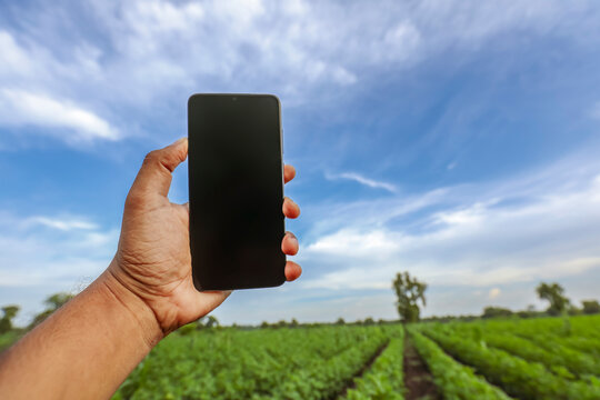 close up of male hand holding mobile phone on agriculture field background