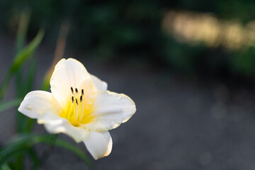 piękny biały kwiat