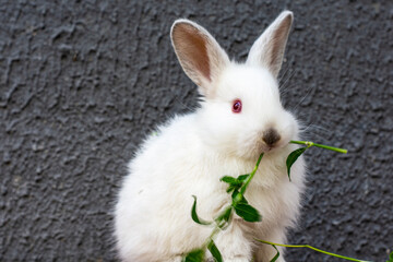 A little white rabbit sits against a grey wall