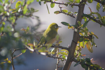江戸時代には鳴き声を競う道楽にも使われた小鳥、メジロ