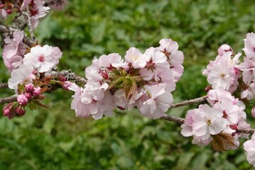Fototapeta premium pink cherry blossoms