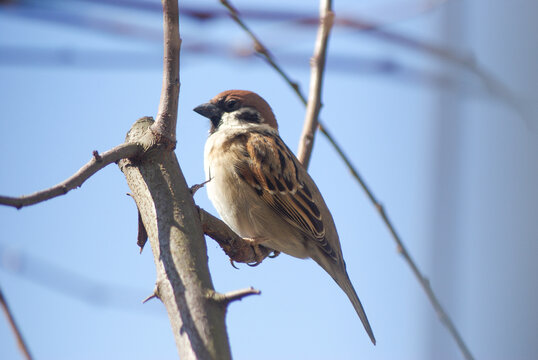 14 件の最適な イエスズメ 画像 ストック写真 ベクター Adobe Stock