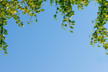 Birch branches with green leaves against the blue sky, illuminated by the sun. Beautiful natural background with copy space, space for text