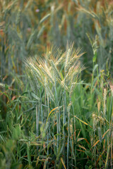 rye crop maturing in the field