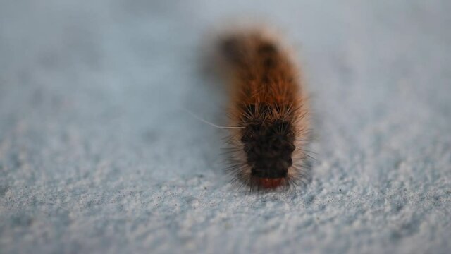 Garden Tiger moth caterpillar