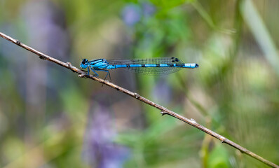 Beautiful blue dragonfly on a branch, close-up