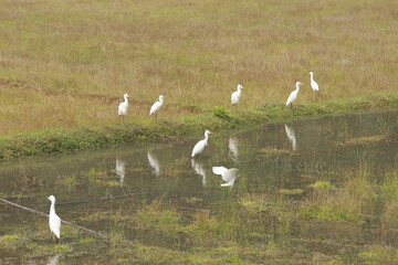Fototapeta na wymiar white egret in the field