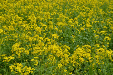 菜の花
