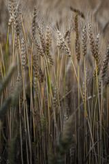 Fototapeta premium rye crop maturing in the field