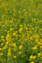 菜の花