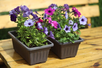 purple flowers in a pot