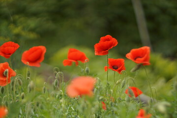 red poppy in the field