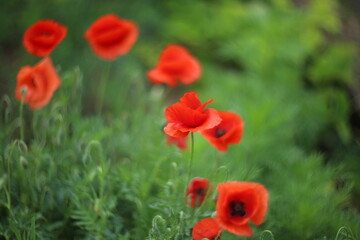 red poppy in the field