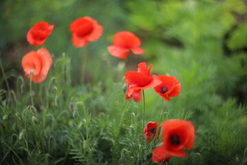 red poppy in the field