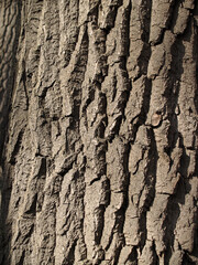 The beautiful wooden bark background