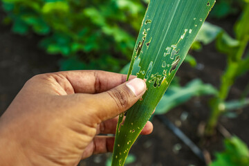 Agronomist examining damaged corn leaf , Corn leaves attacked by worms in maize field.
